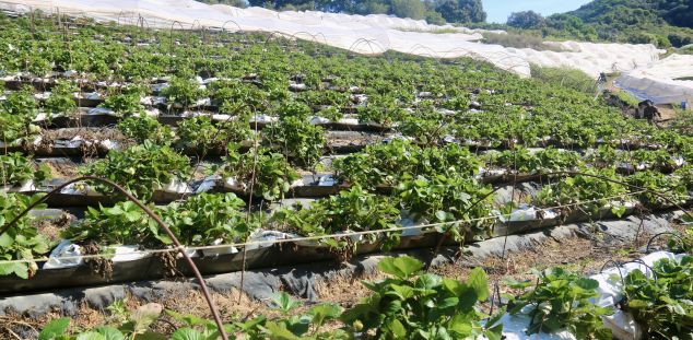 Campo de fresas en el Maresme. Foto: ACN Campo de fresas en el Maresme. Foto: ACN