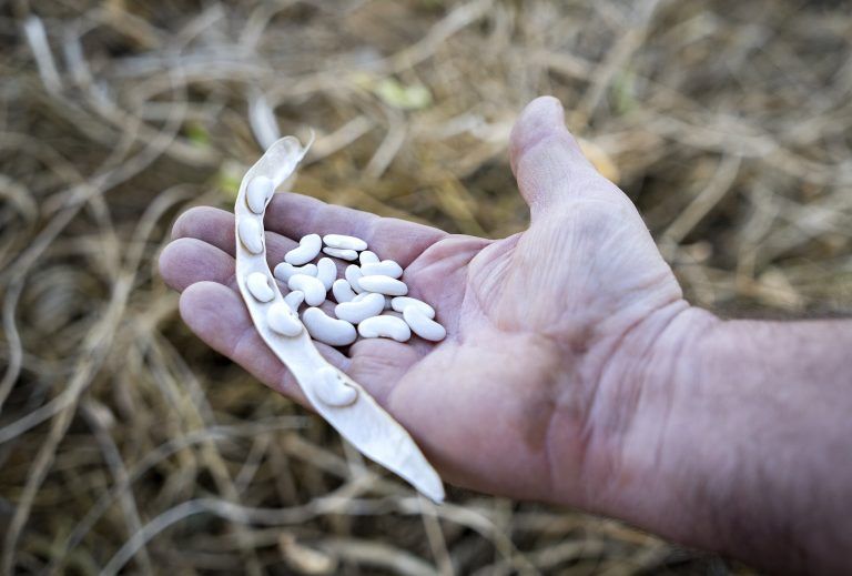Cultivo de la judía del Ganxet. Foto Patxi Uriz Diputación de Barcelona Cultivo de la judía del Ganxet. Foto Patxi Uriz Diputación de Barcelona