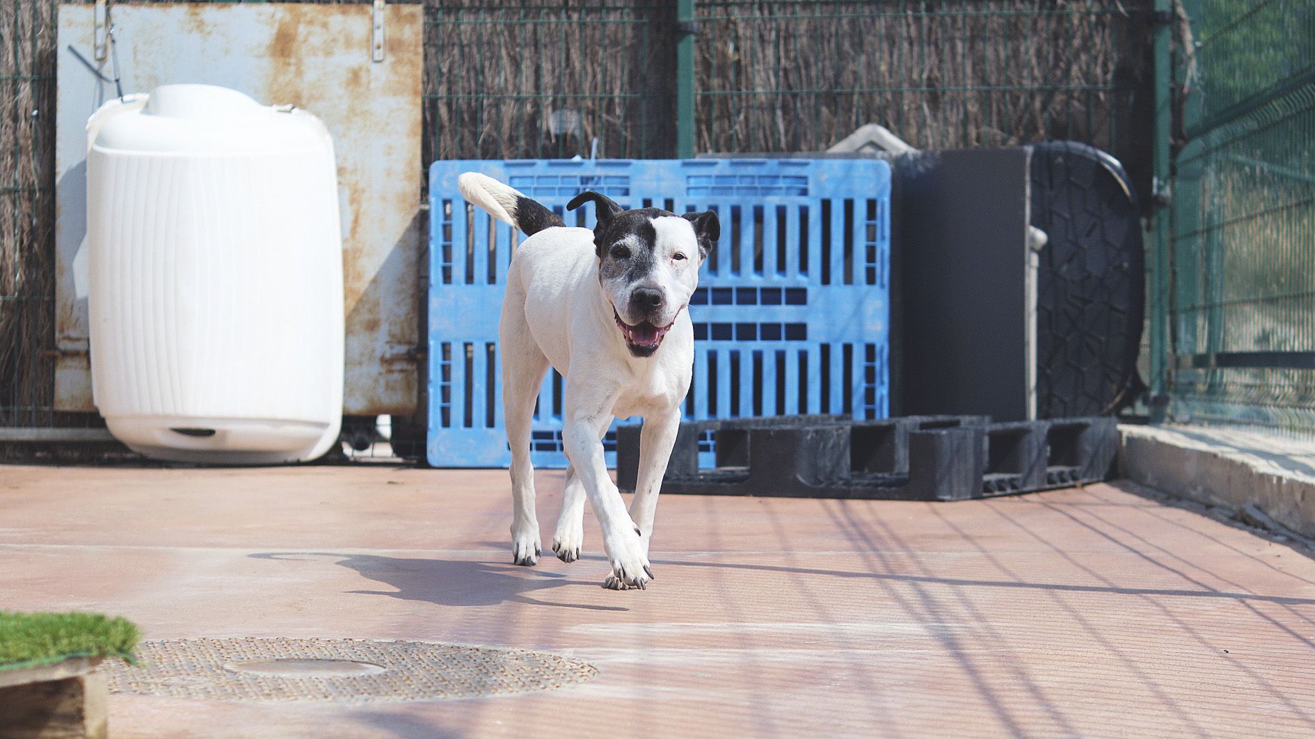 Alana una perra vieja