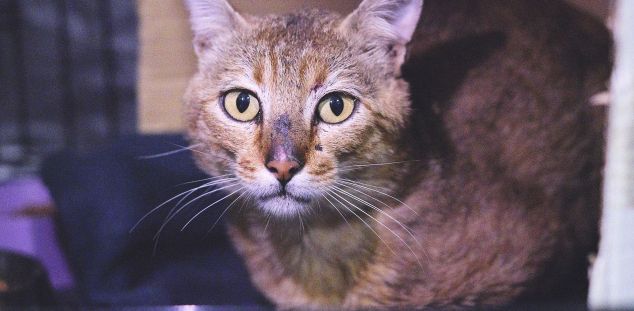 Beny gat inmuno 01 Beny gat inmuno 01