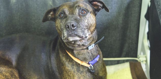 Gossa Gala gpp velleta 01 Gossa Gala gpp velleta 01