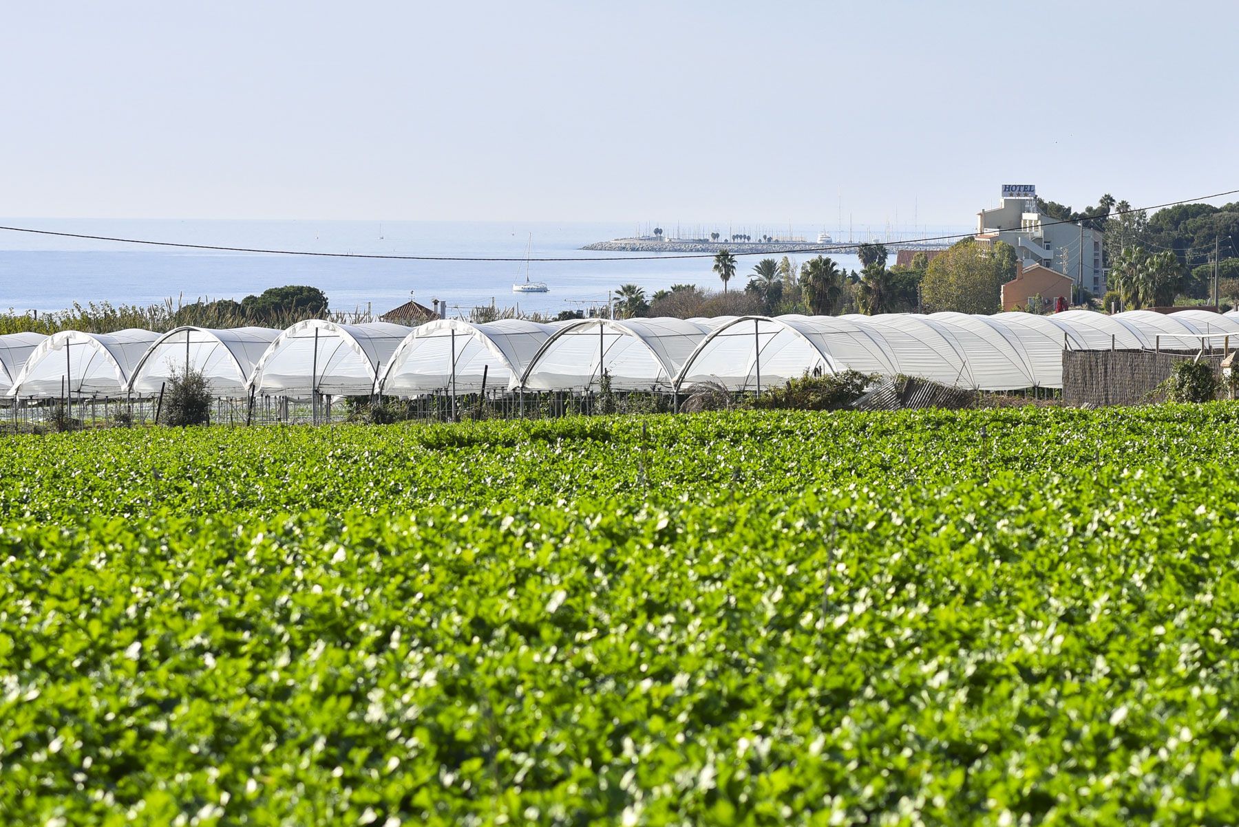 Menjar natural de proximitat, a Mataró. Foto: R. Gallofré
