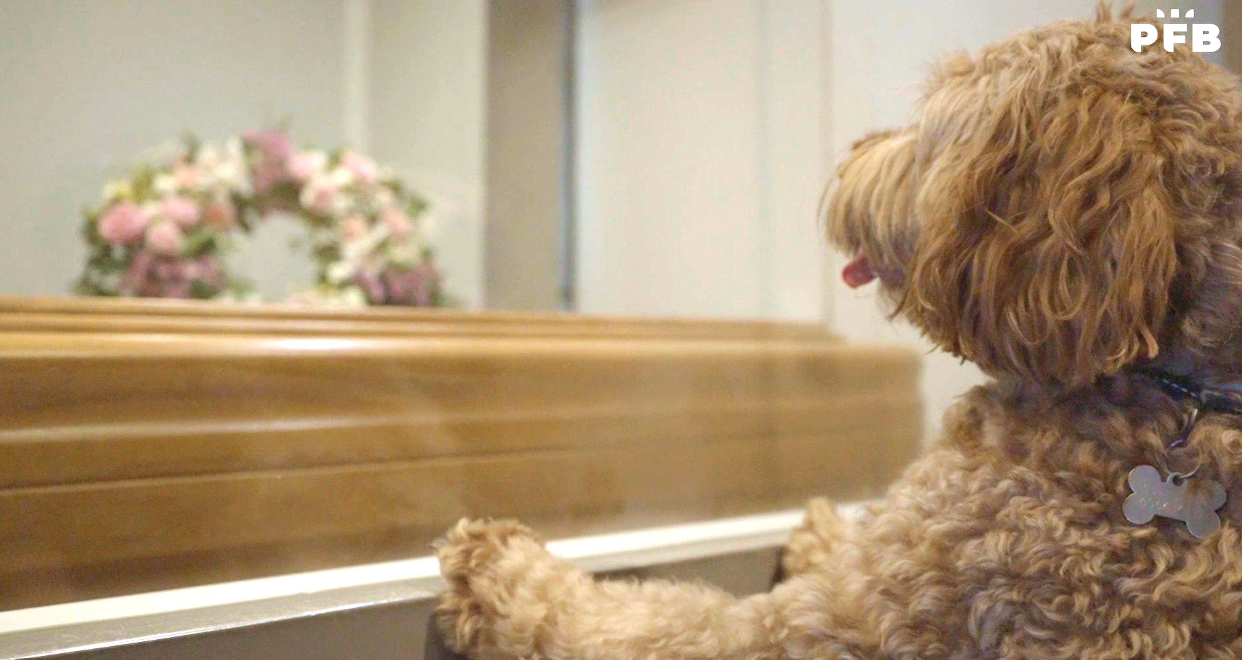 Un perro en el tanatorio