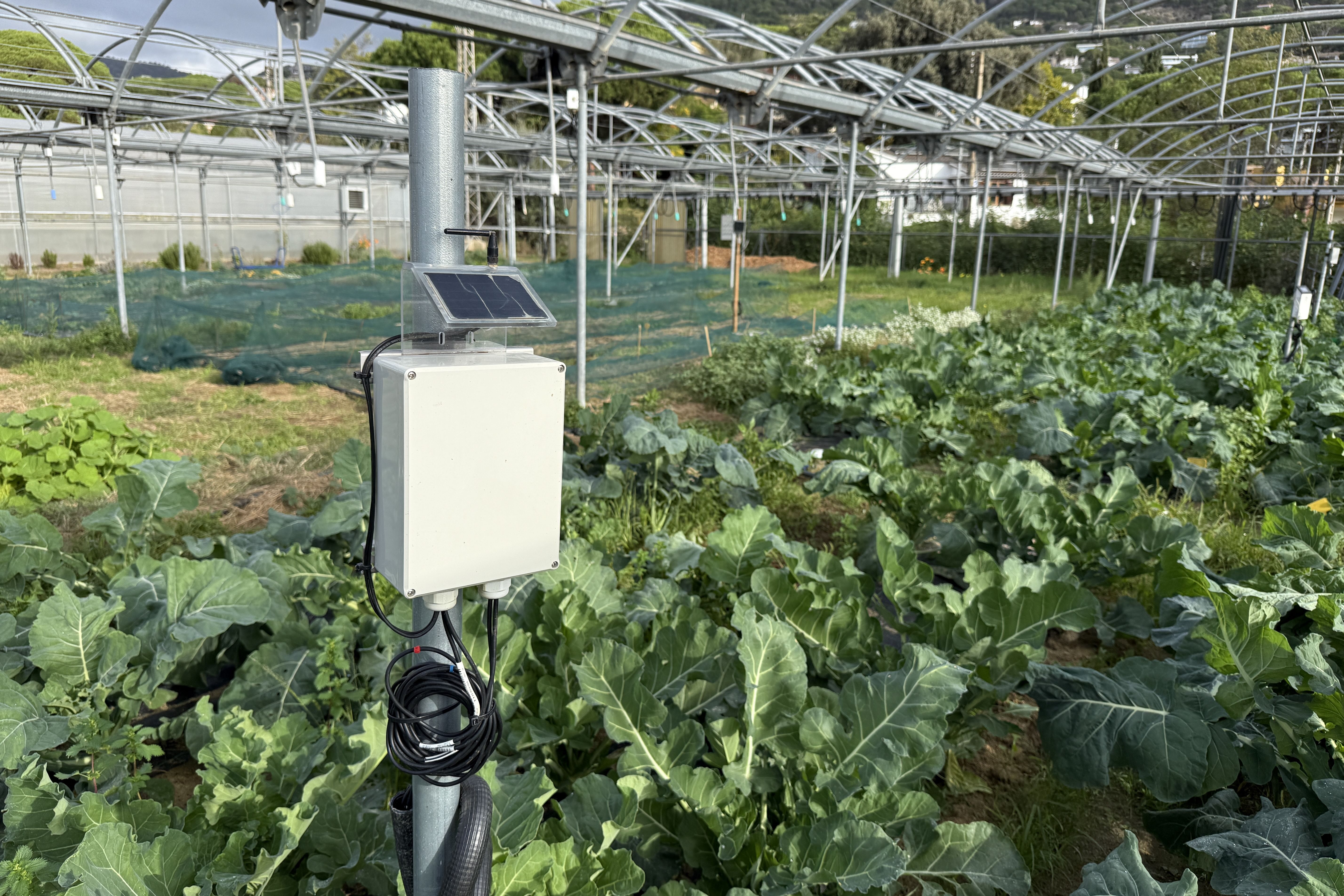 Sensores en un huerto, la innovación. Foto ACN