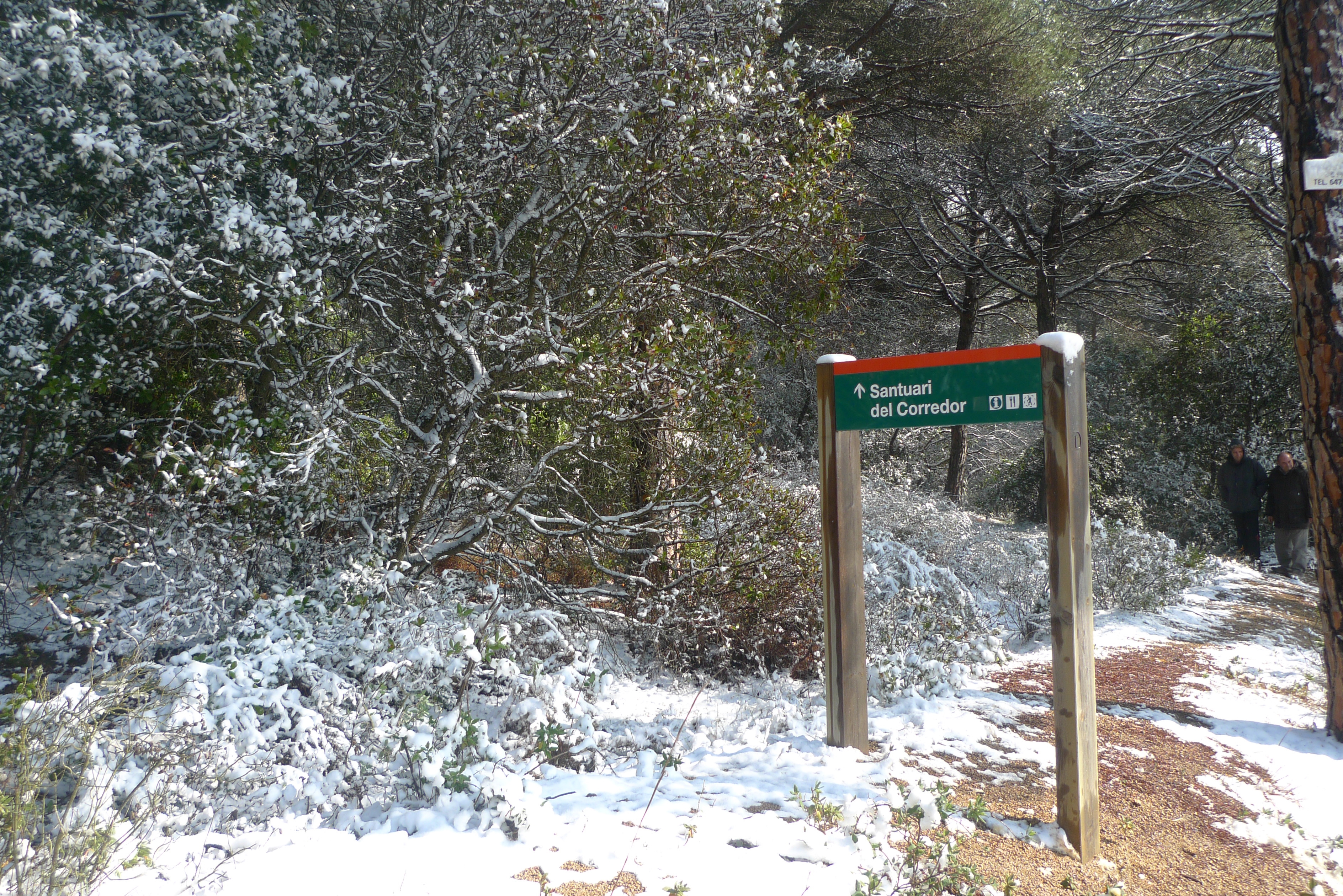 Nevada en el Parque Natural de Montnegre-Corredor. Foto: R. G.