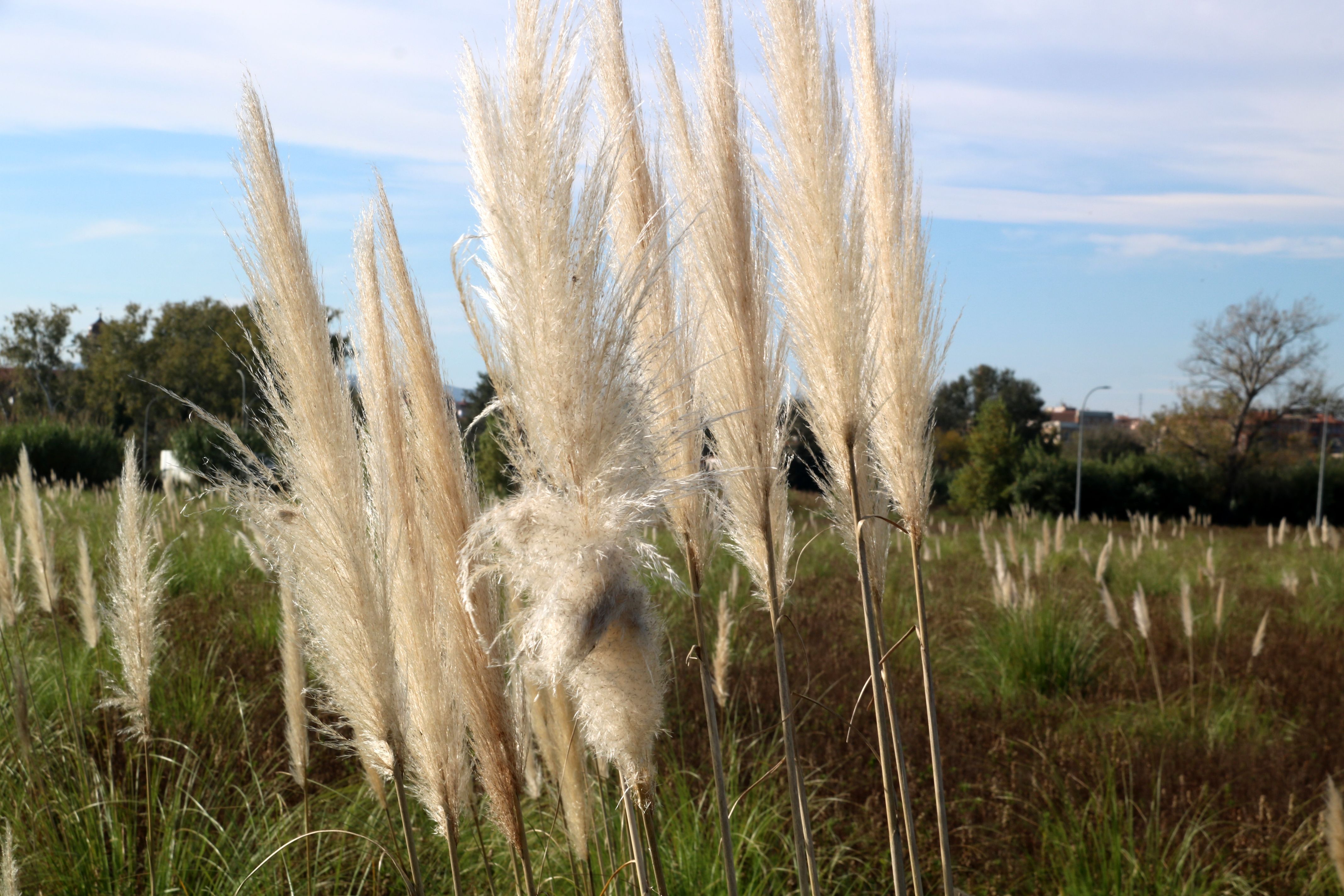 L'herba de la pampa sembla inofensiva però no ho és