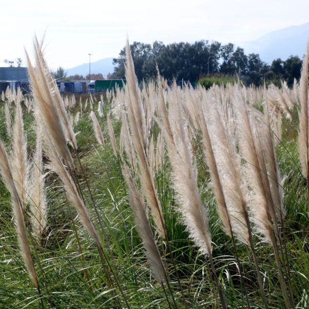 Molt fàcil de veure al Maresme Molt fàcil de veure al Maresme