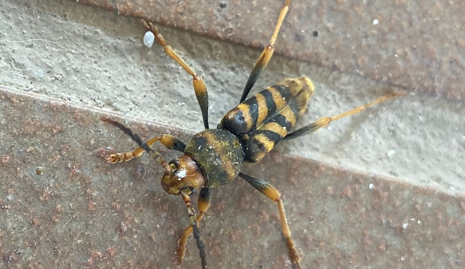 L'escarabat, cada cop més detectat i estès al Maresme