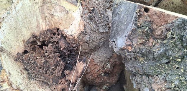 Els efectes de l'escarabat, visibles en moreres talades Els efectes de l'escarabat, visibles en moreres talades