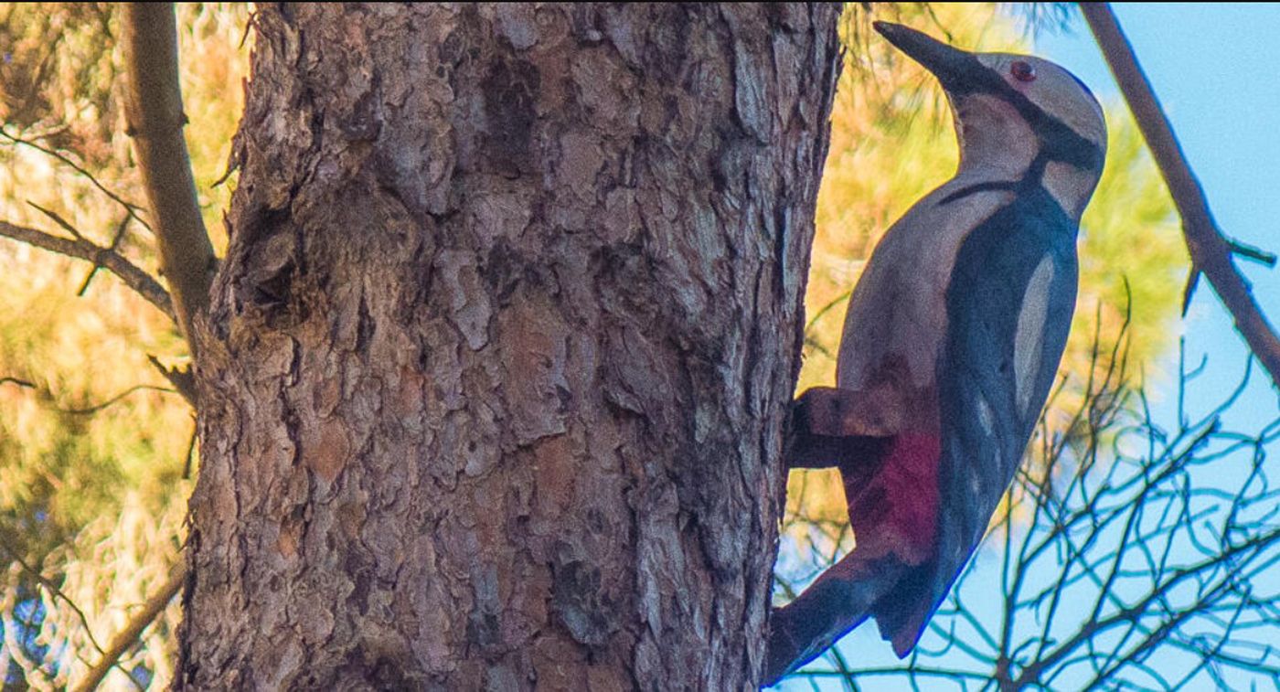 Ruta dels ocells al parc de Llavaneres