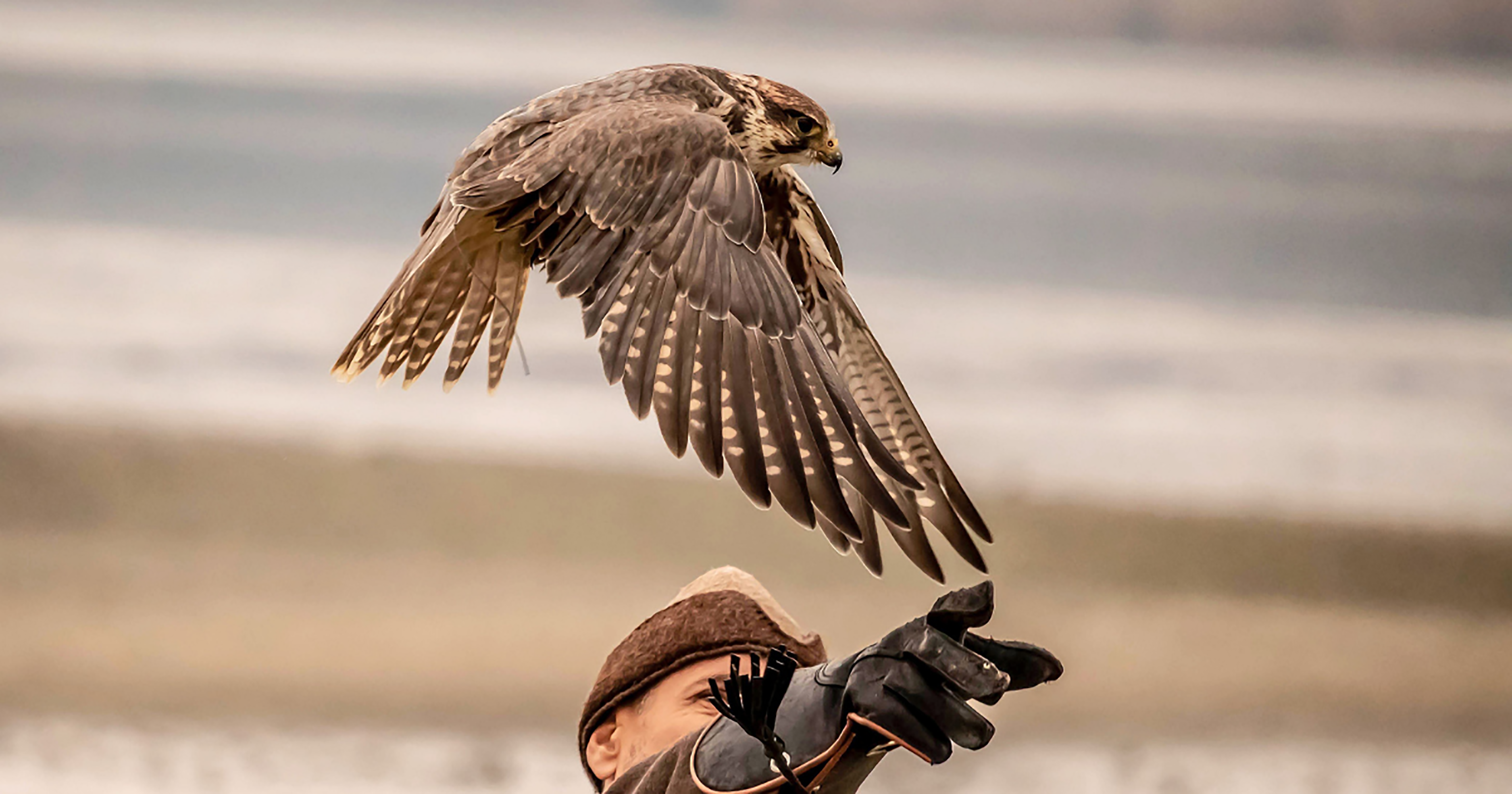 Falcons per a foragitar els estornells