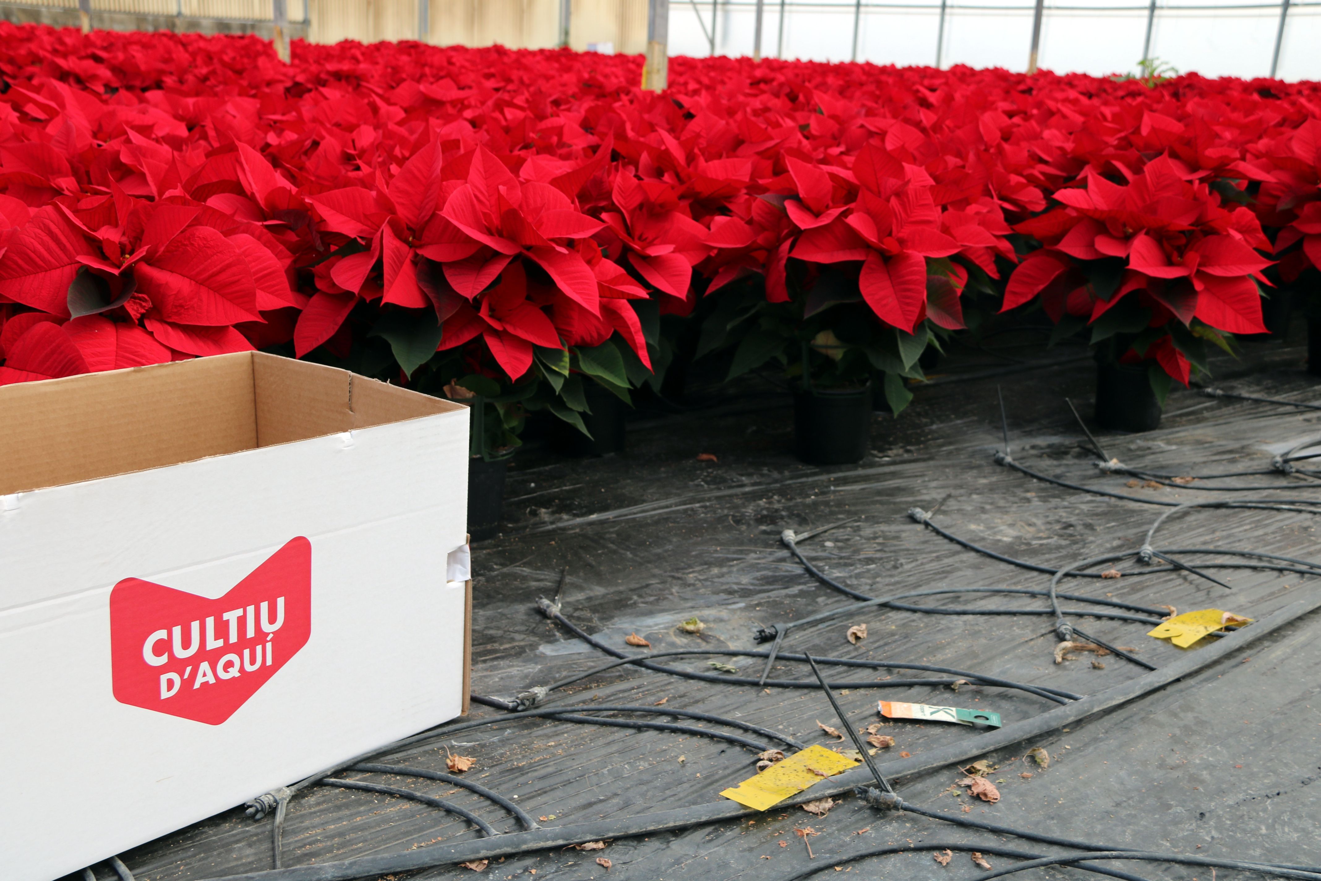 Ponsèties del Maresme, amb el logotip que ho acredita. Foto: ACN