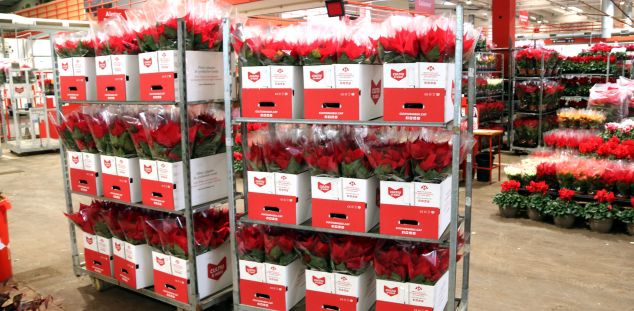 Ponsèties al Mercat de la Flor de Vilassar. Foto: ACN Ponsèties al Mercat de la Flor de Vilassar. Foto: ACN