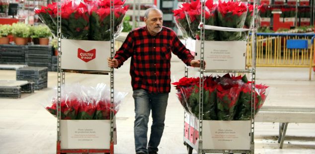 Al sector de la flor li falta relleu generacional. Foto. ACN Al sector de la flor li falta relleu generacional. Foto. ACN