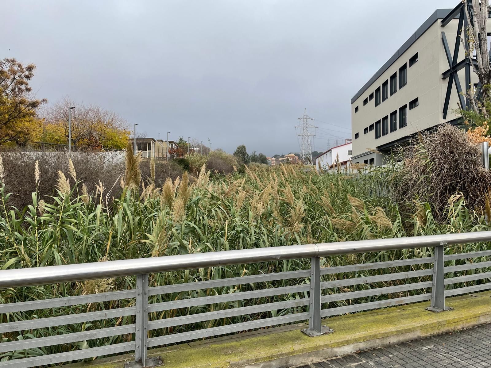 Las cañas en la riera de Sant Simó. Foto: Ayuntamiento