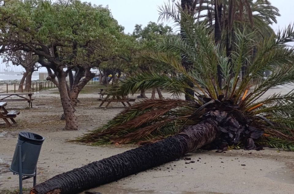 Palmera al passeig del CAllao