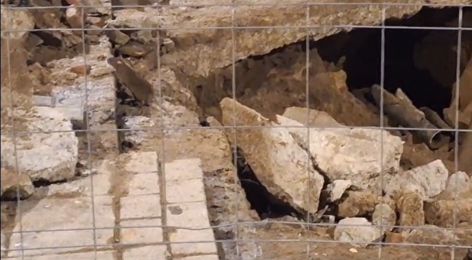 Fragment de vídeo d'una de les rates al carrer Sant Agustí