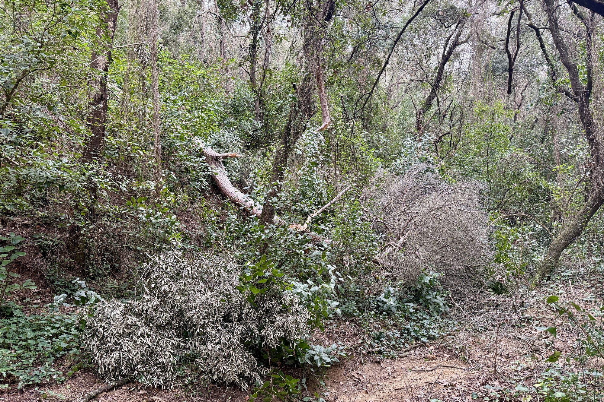 Árboles muertos en un bosque del Maresme. Foto: ACN