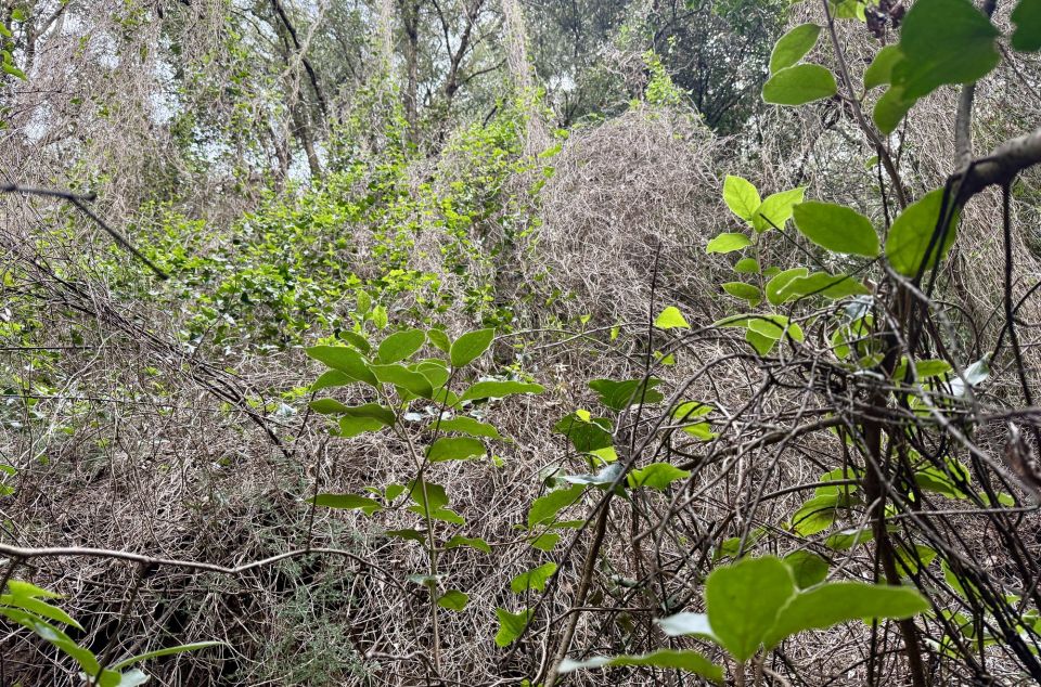 Contraste entre hojas verdes y árboles muertos en un bosque del Maresme