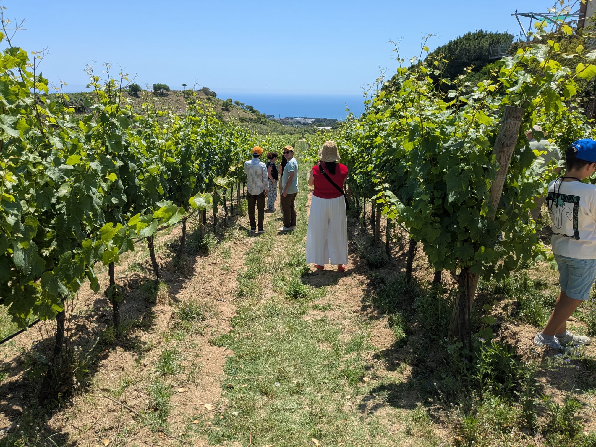 La Ruta del Vi per Alella