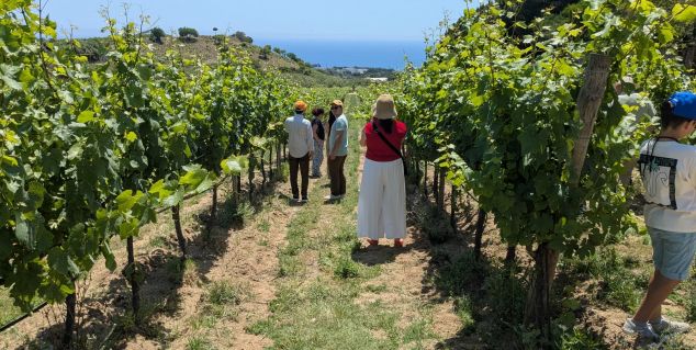ruta del vino que explica el pasado y presente del Maresme