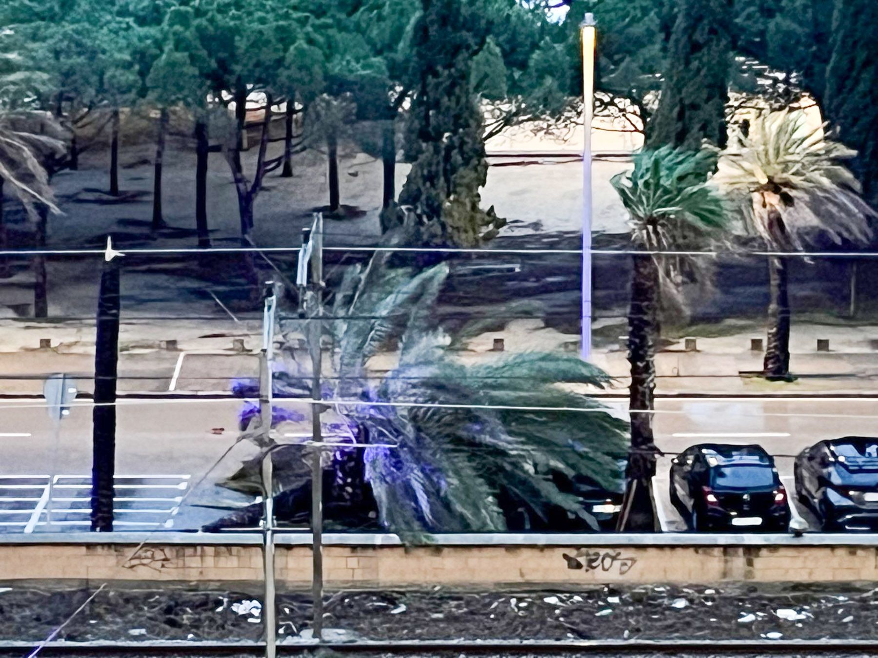 Una palmera caiguda. Foto: Cedida