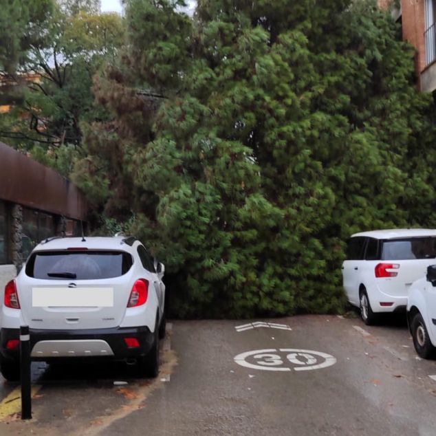 Caiguda d'un arbre a Arenys