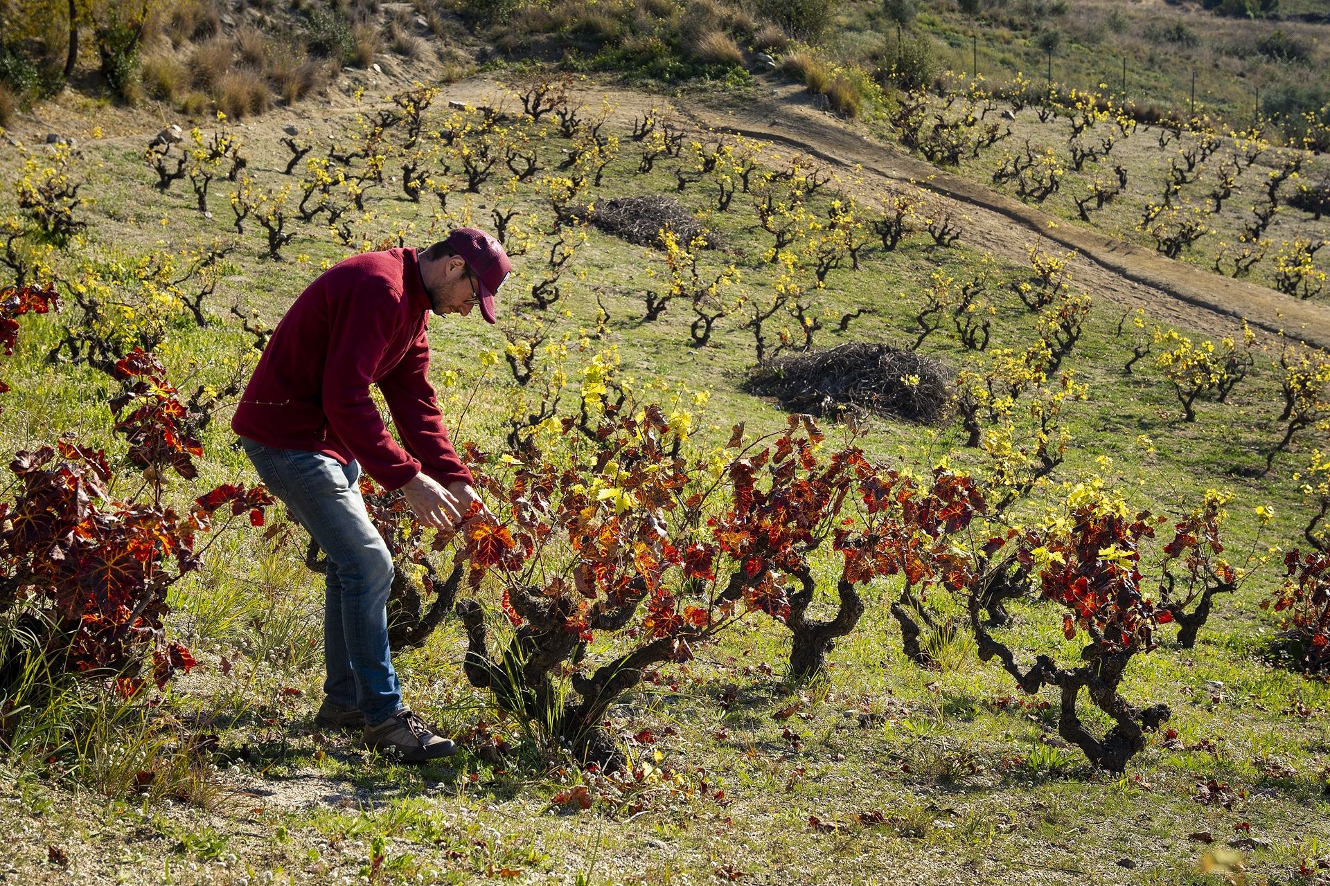 Poda de vinyes a la DO d'Alella. Foto: Diputació de Barcelona