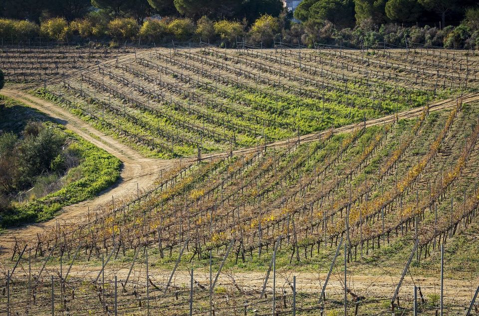 Paisatge en mosaic a Alella