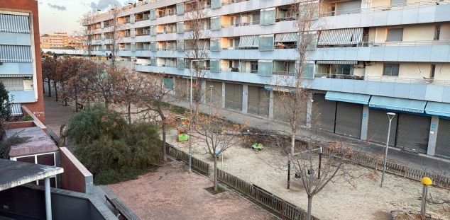 Un arbre caigut a una plaça. Foto. Ivanna Fernàndez