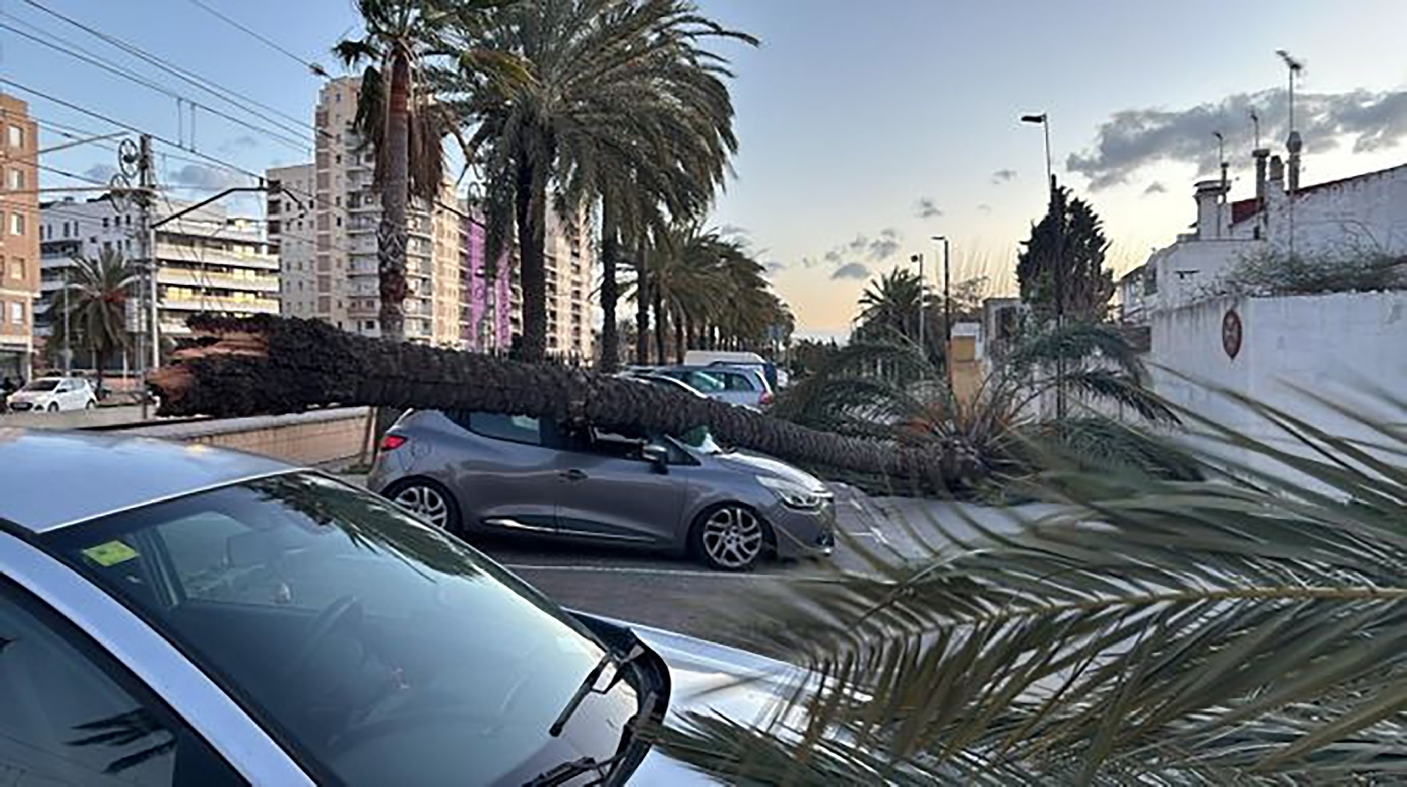 Una palmera caiguda sobre un cotxe al Passeig Marítim de Mataró