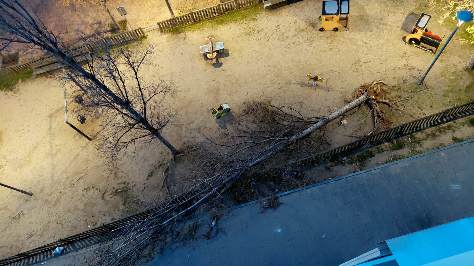 Arbre caigut en una plaça Arbre caigut en una plaça