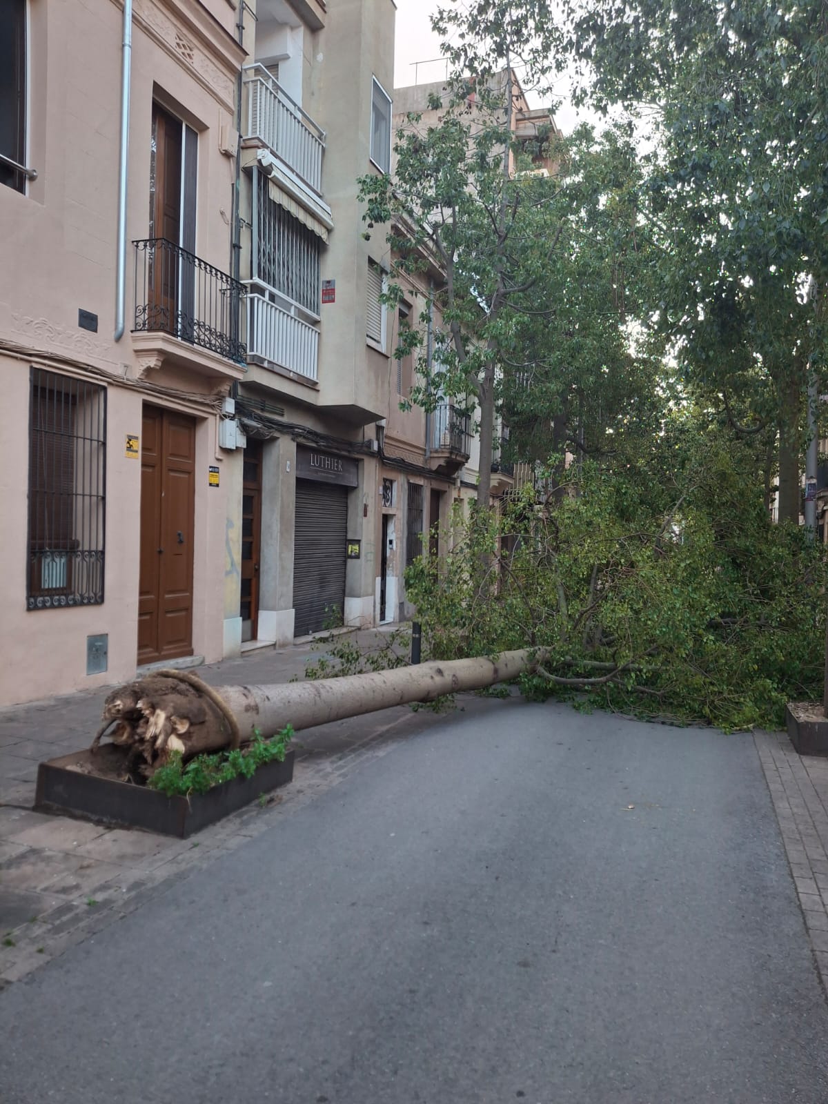 Un arbre caigut al carrer de Cooperativa Un arbre caigut al carrer de Cooperativa