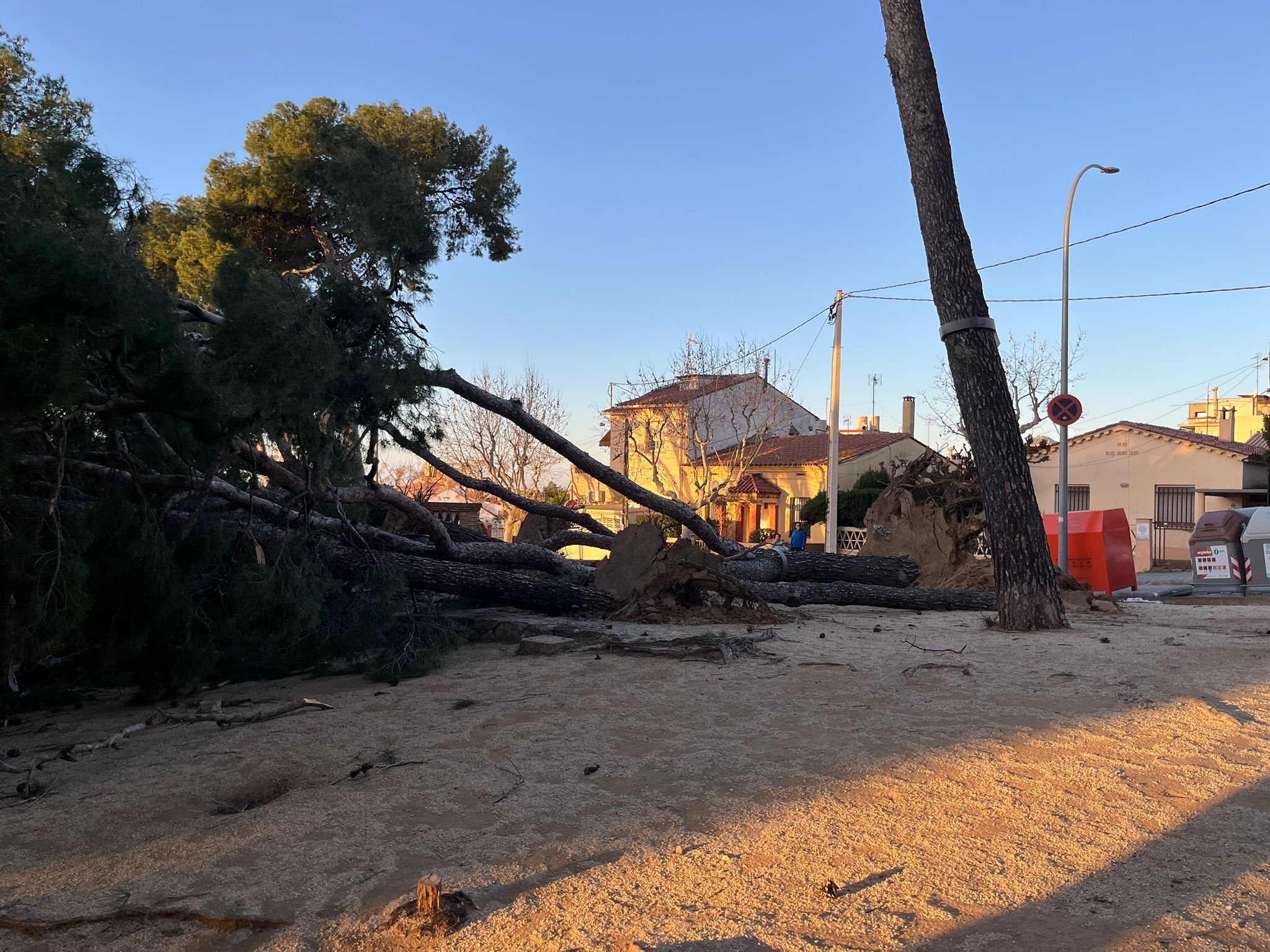 Arbres caiguts a la plaça del Primer de Maig Arbres caiguts a la plaça del Primer de Maig