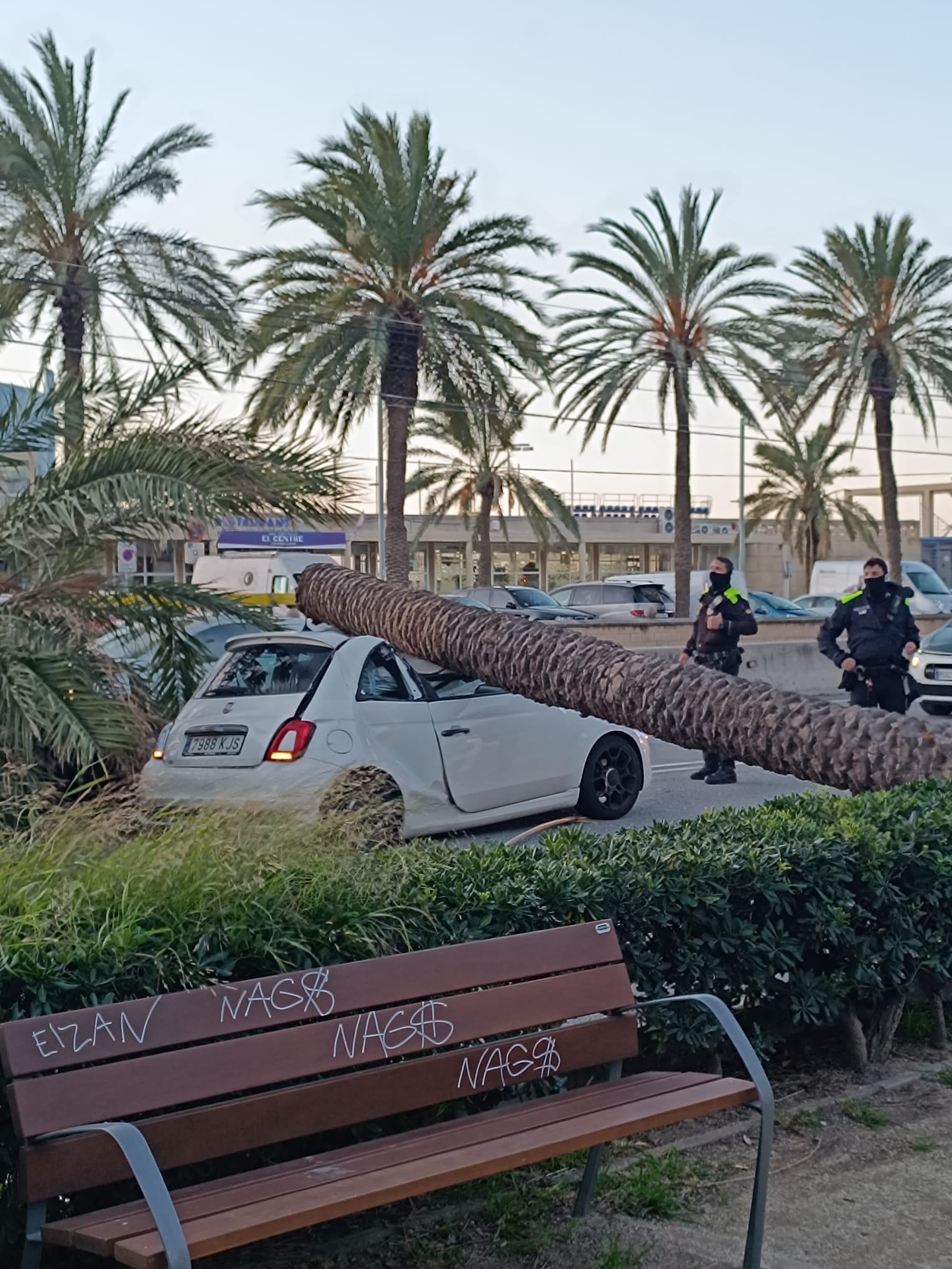 Un ferit en la caiguda d'una palmera sobre d'un cotxe Un ferit en la caiguda d'una palmera sobre d'un cotxe