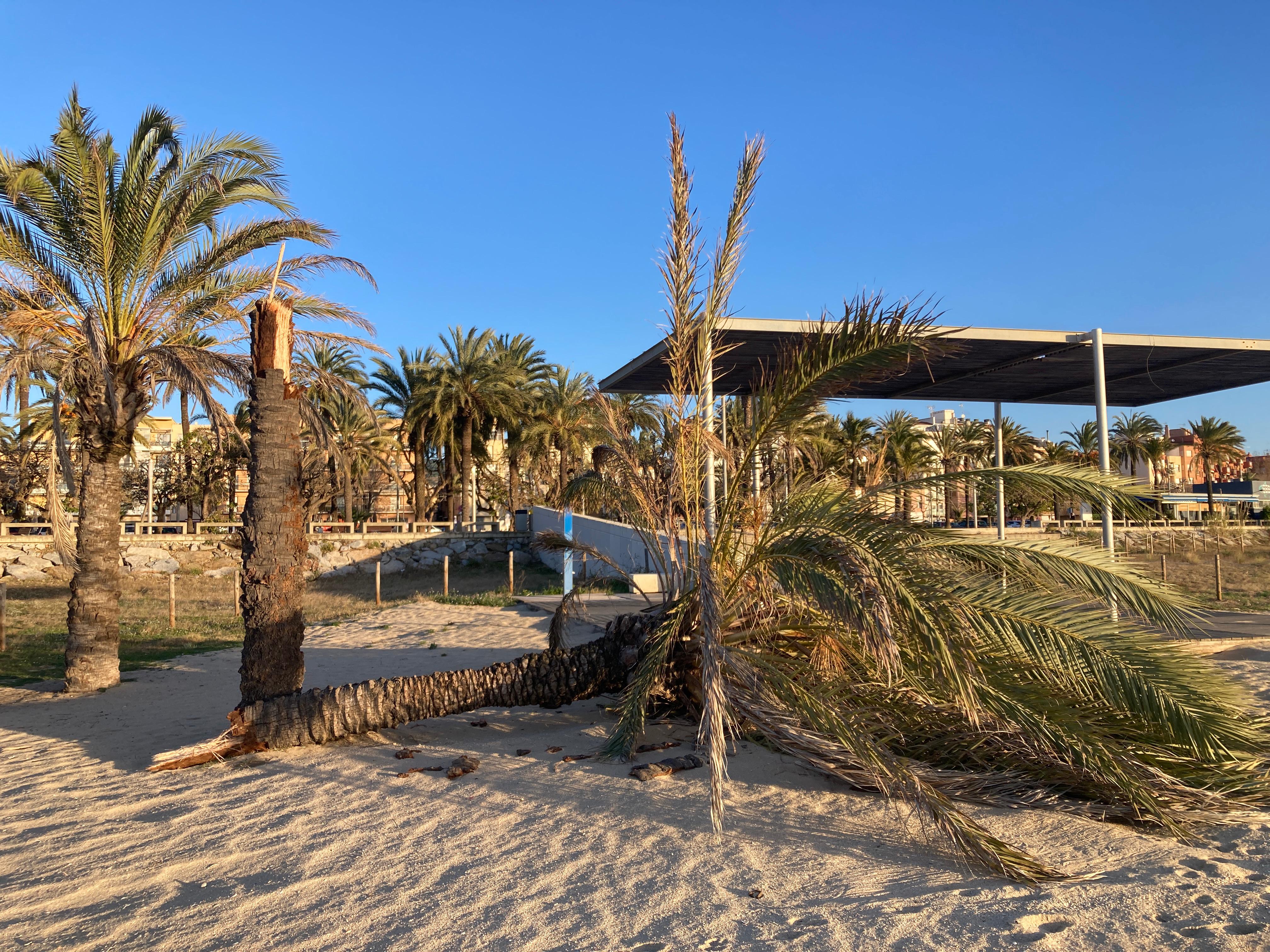 Més palmeres caigudes a baix a mar Més palmeres caigudes a baix a mar
