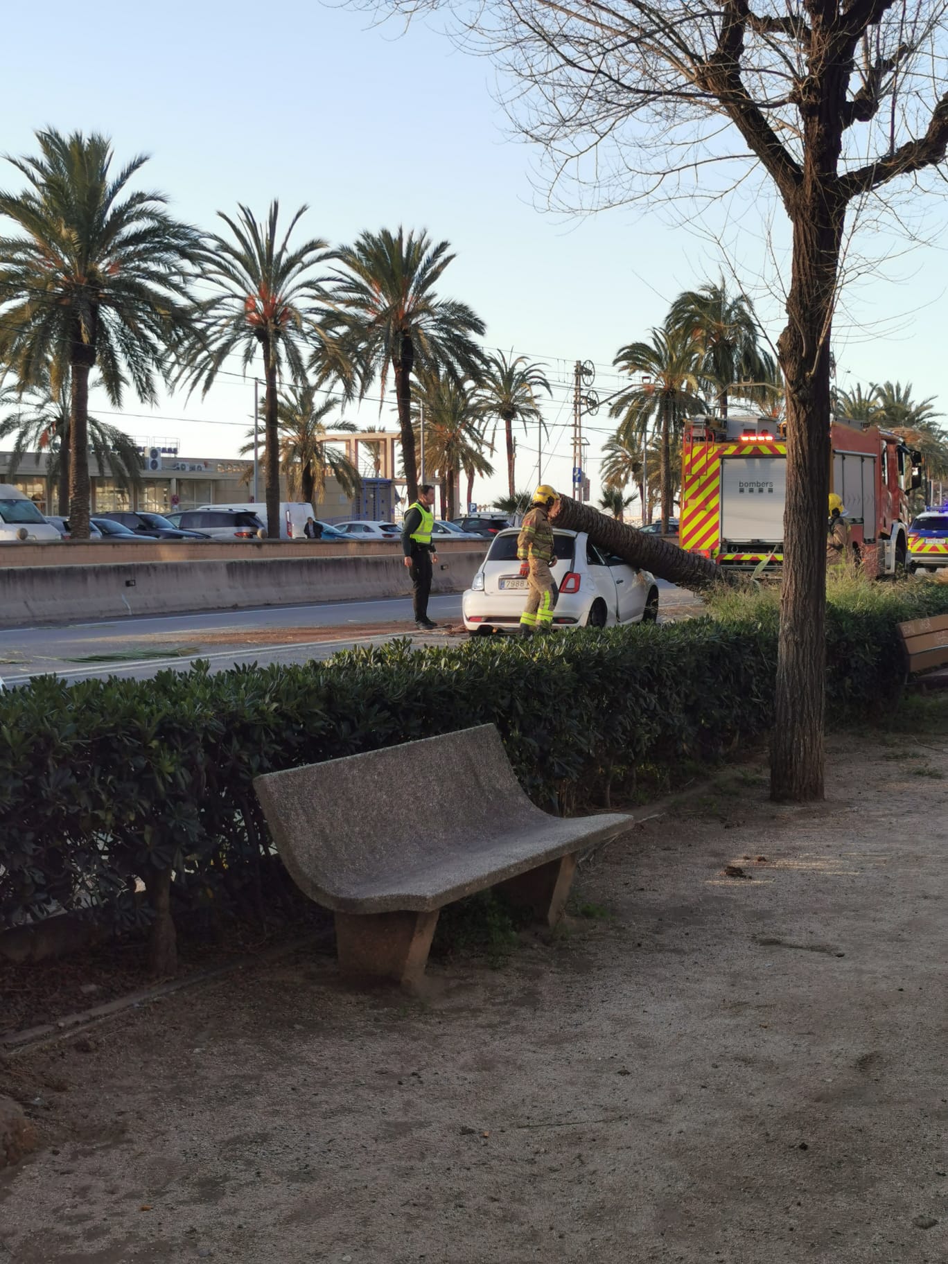 El cotxe amb palmera més famós del dia a Mataró El cotxe amb palmera més famós del dia a Mataró