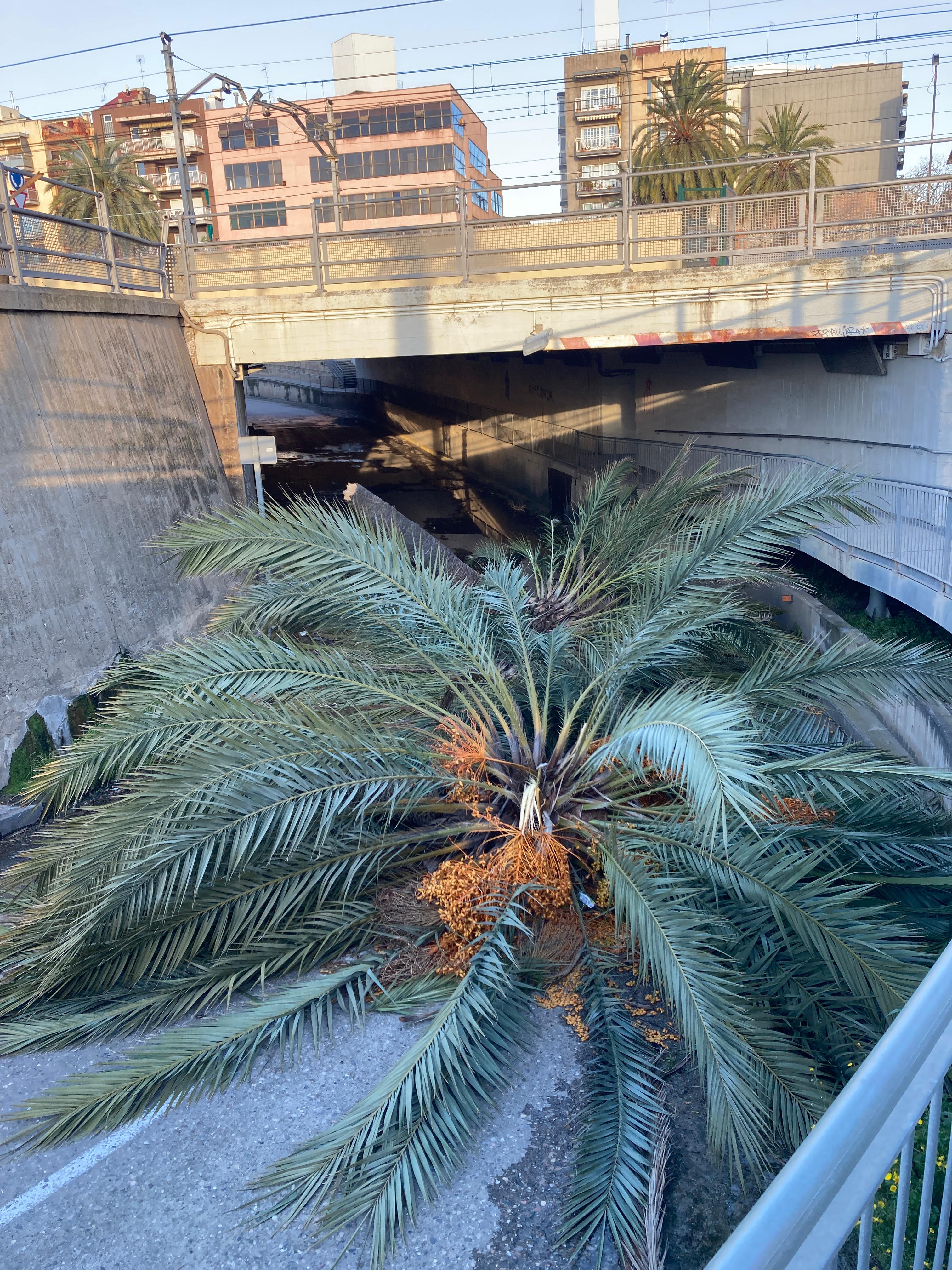 El Cargol, totalment inutilitzat per una palmera caiguda El Cargol, totalment inutilitzat per una palmera caiguda