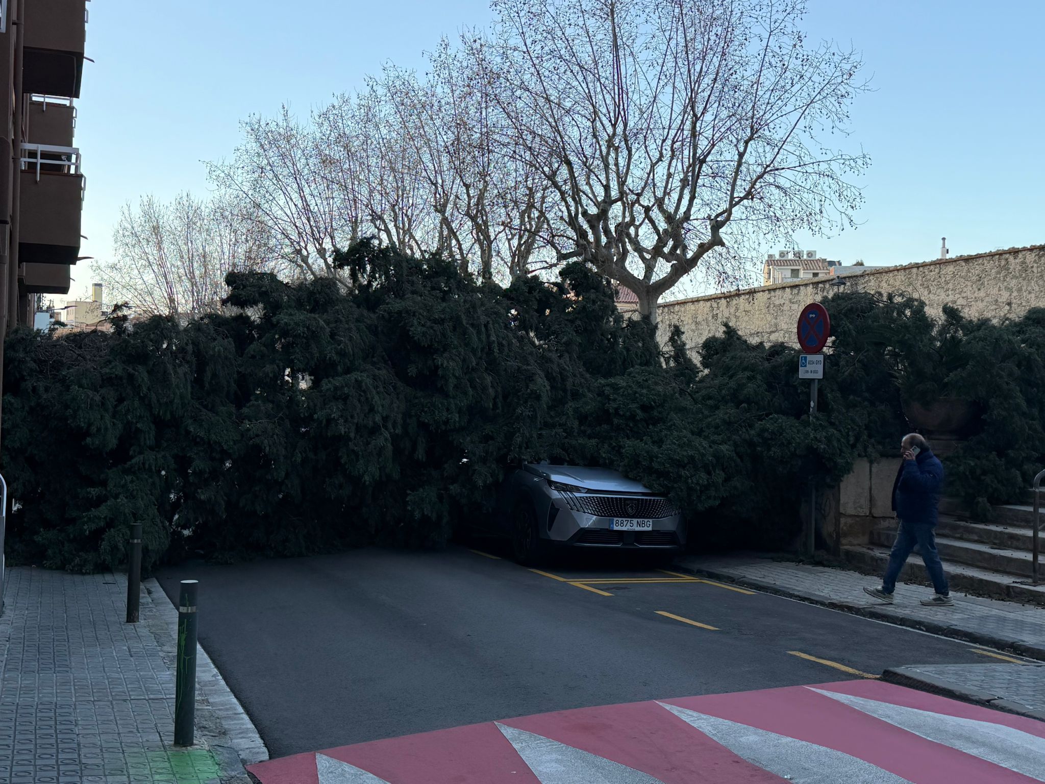 L'arbre caigut a l'Esplanada L'arbre caigut a l'Esplanada