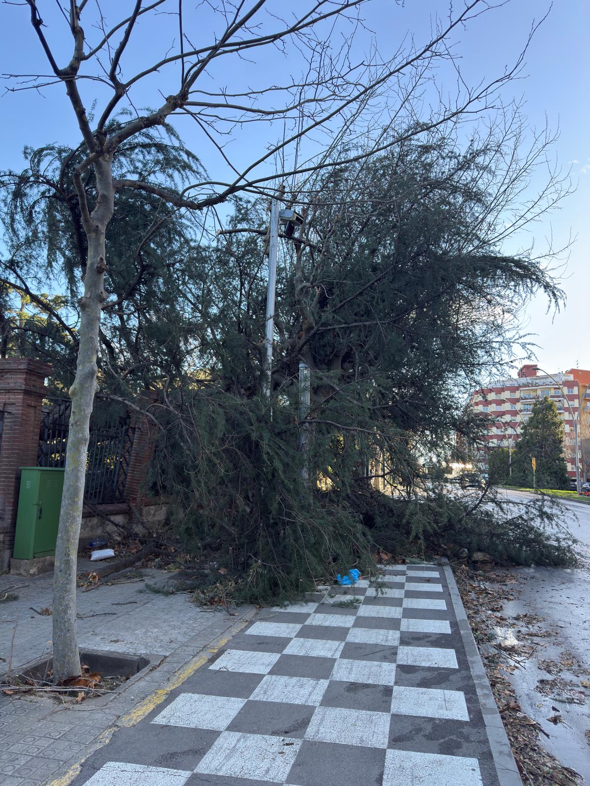 Un arbre caigut just a la plaça d'Espanya. Foto: R. Gallofré Un arbre caigut just a la plaça d'Espanya. Foto: R. Gallofré