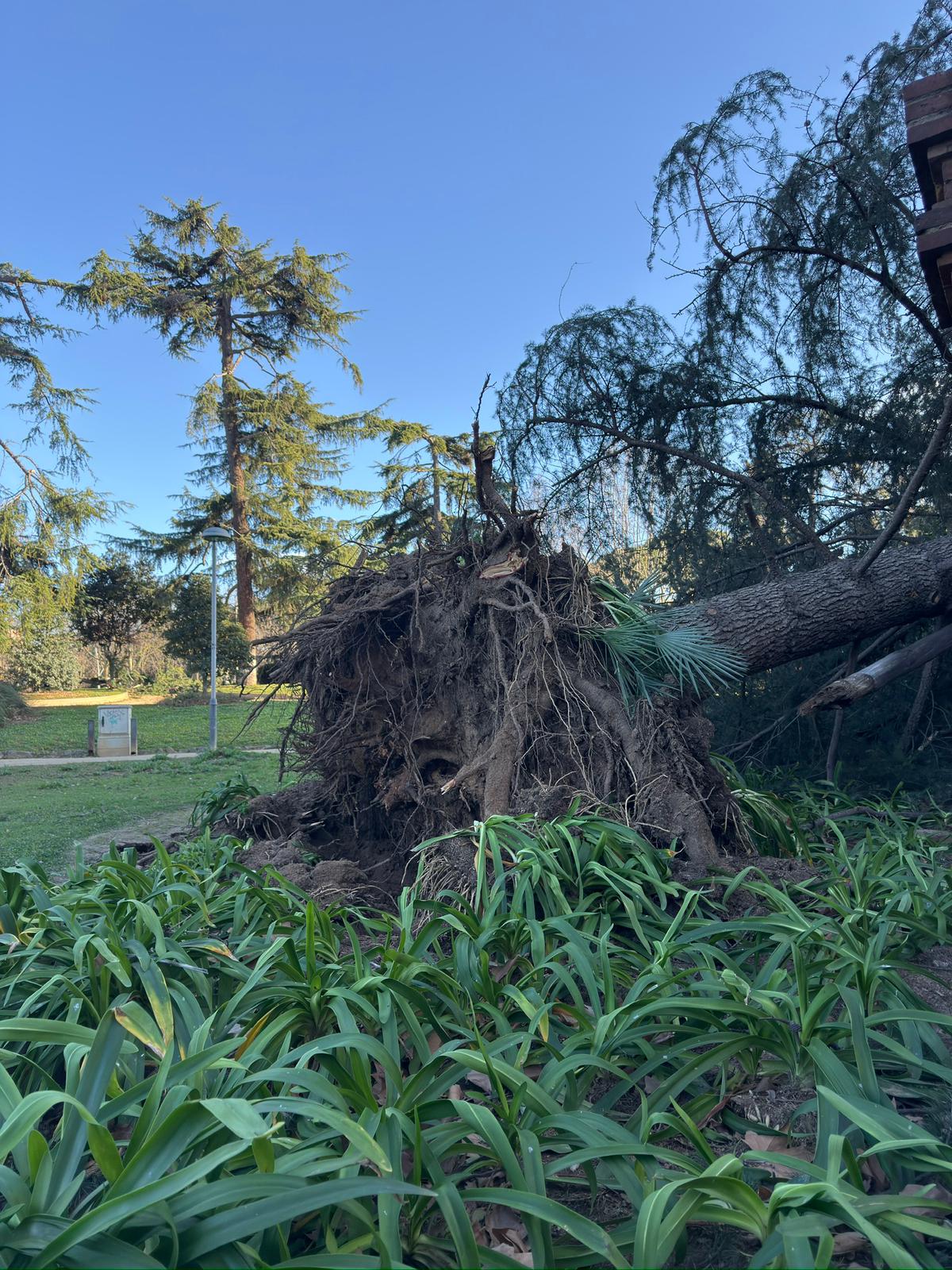 Arbre arrencat d'arrel al Parc Central. Foto: R. Gallofré Arbre arrencat d'arrel al Parc Central. Foto: R. Gallofré