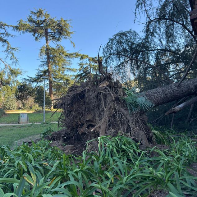 Árbol arrancado de raíz en el Parque Central. Foto: R. Gallofré Árbol arrancado de raíz en el Parque Central. Foto: R. Gallofré