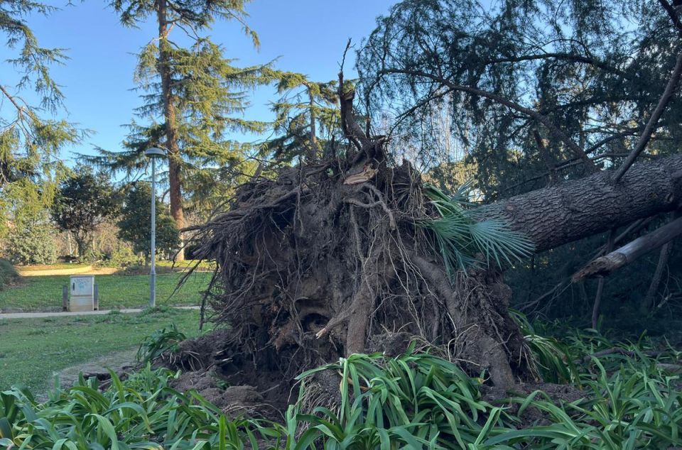 Arbre arrencat d'arrel al Parc Central. Foto: R. Gallofré Arbre arrencat d'arrel al Parc Central. Foto: R. Gallofré