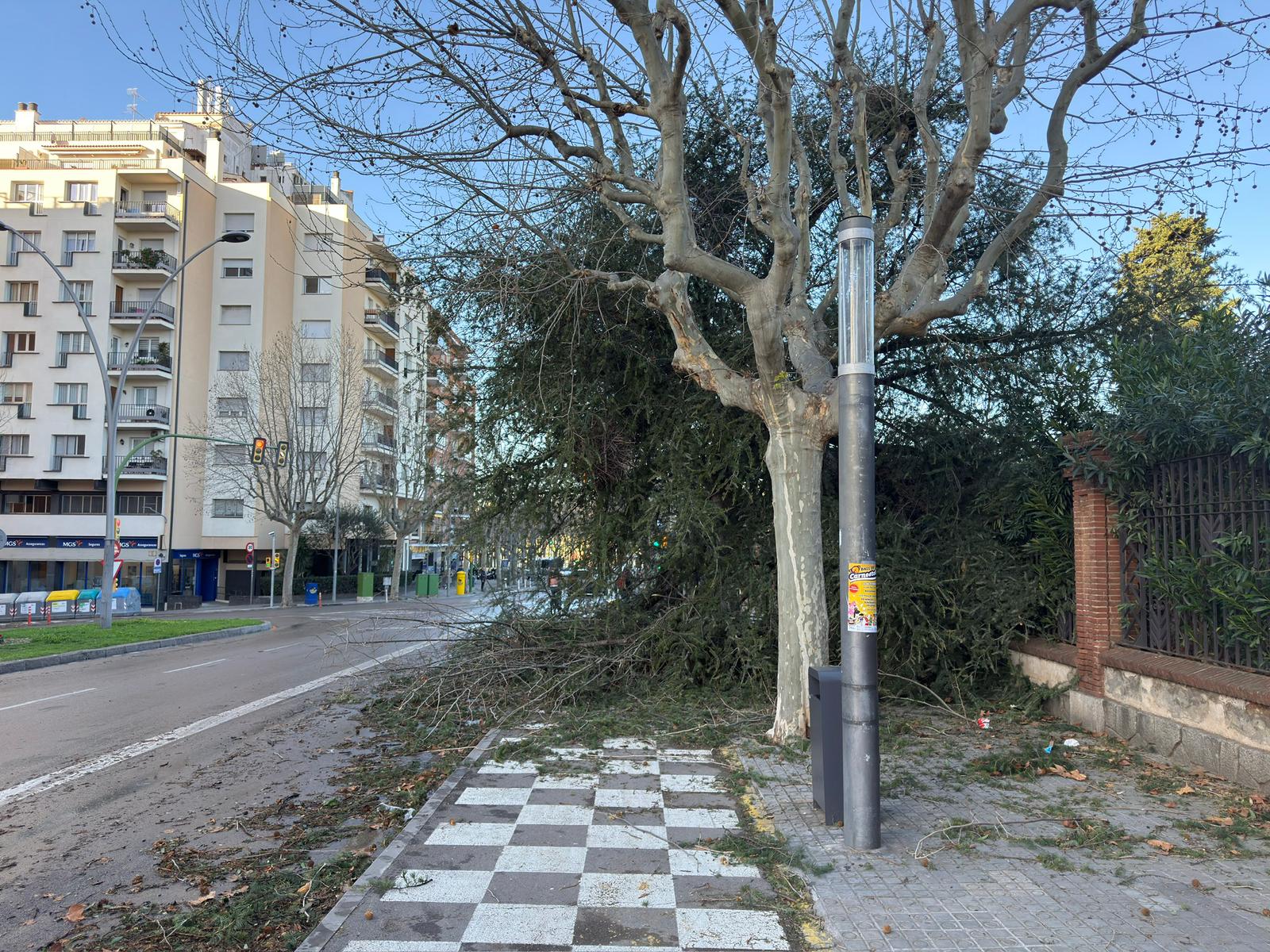 Arbre caigut just sobre el carril bici. Foto: R. Gallofré Arbre caigut just sobre el carril bici. Foto: R. Gallofré