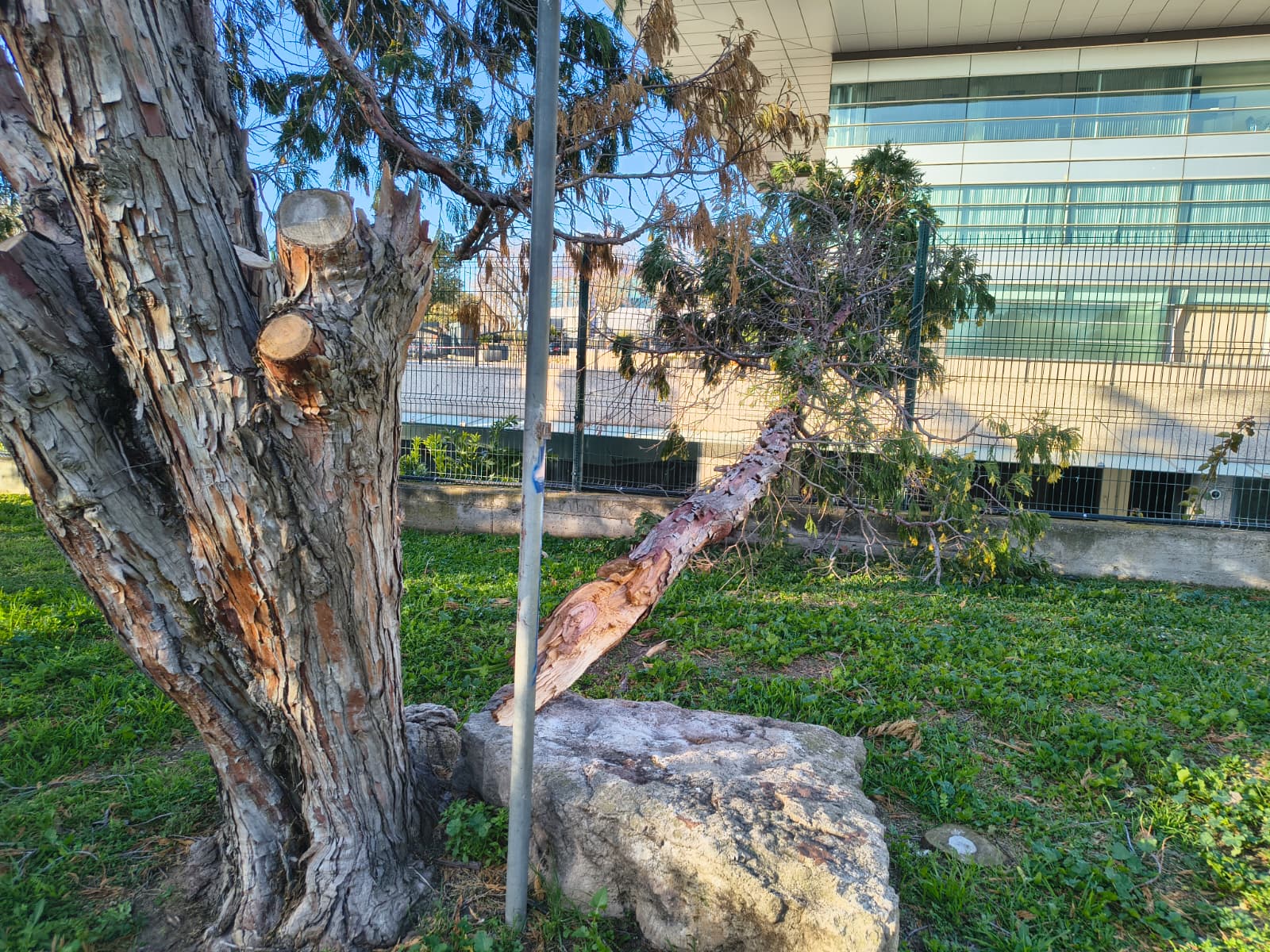 Grans branques caigudes a Lluís Companys. Grans branques caigudes a Lluís Companys.