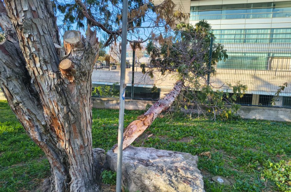Grans branques caigudes a Lluís Companys. Grans branques caigudes a Lluís Companys.