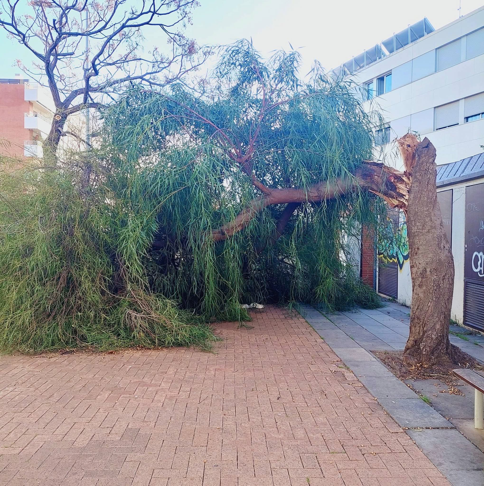 Efectes de la ventada a Can Gassol. Foto: Teresita Estrada Efectes de la ventada a Can Gassol. Foto: Teresita Estrada