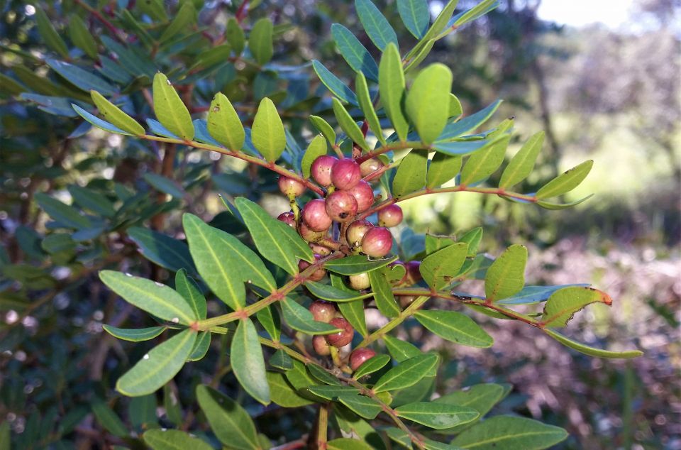 Llentiscle Llentiscle