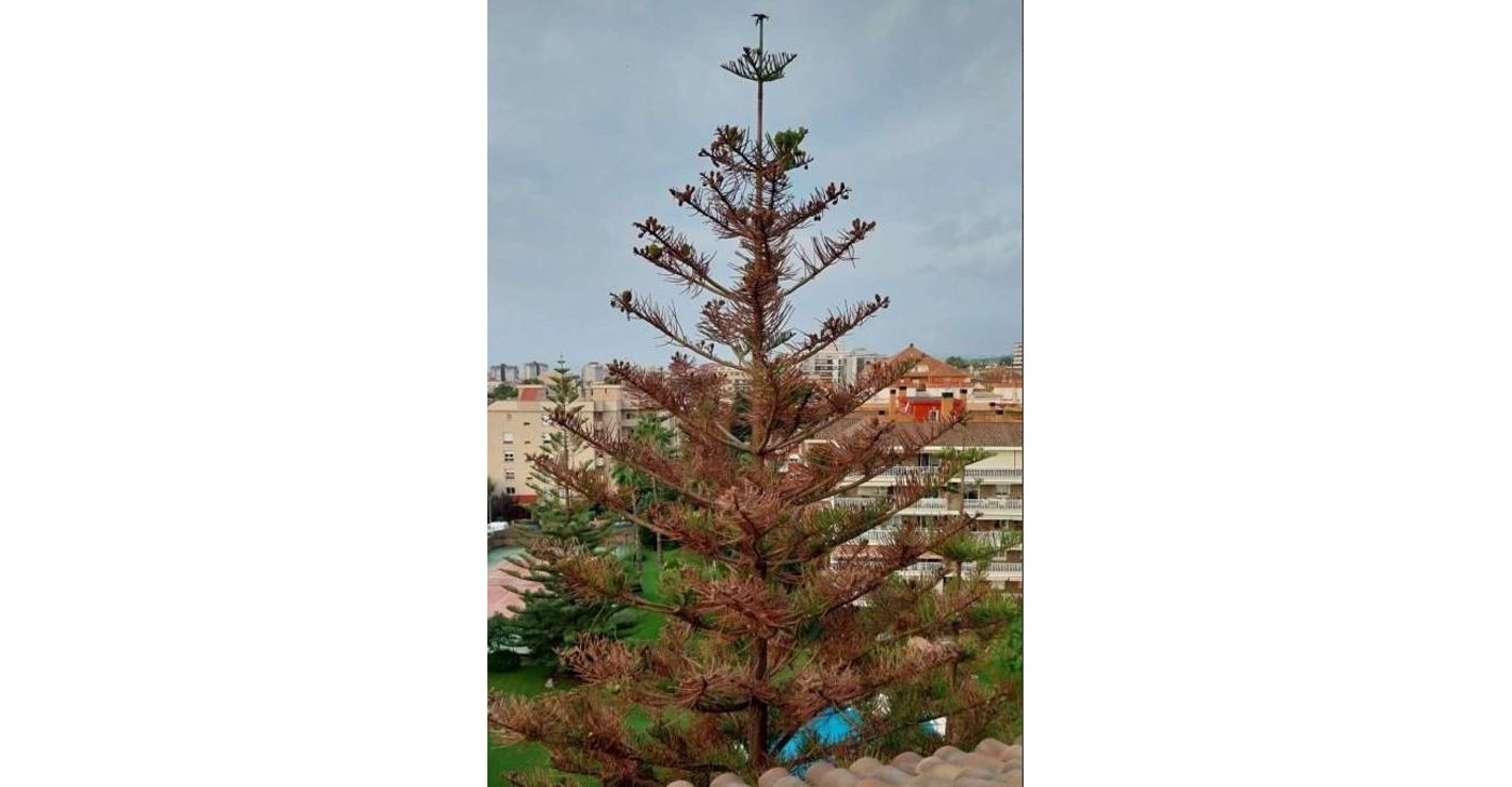 Árbol presuntamente envenenado en Vilassar de Mar. Foto: Ajuntament VdM
