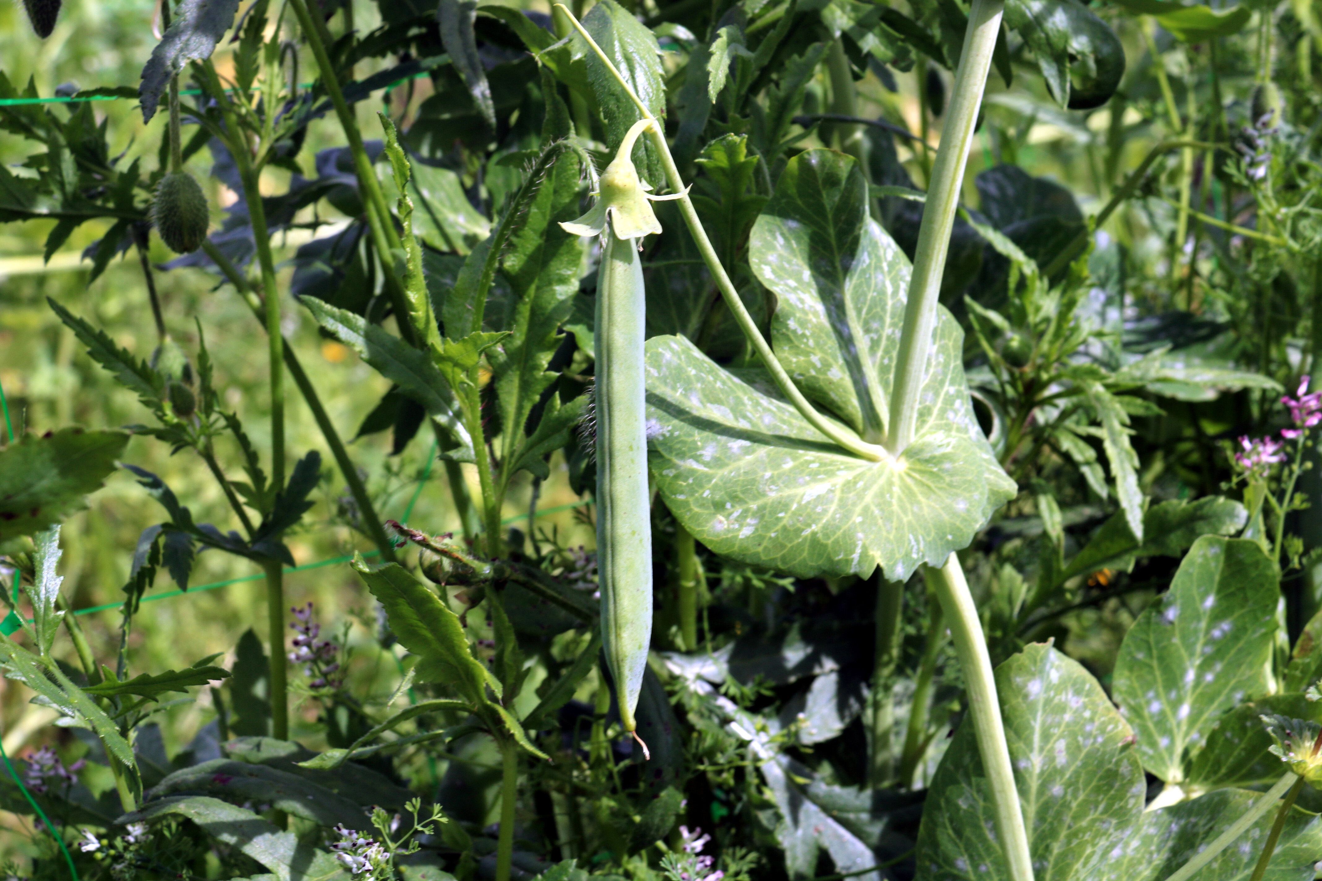 Una crida a defensar un tresor propi, el pèsol de la floreta